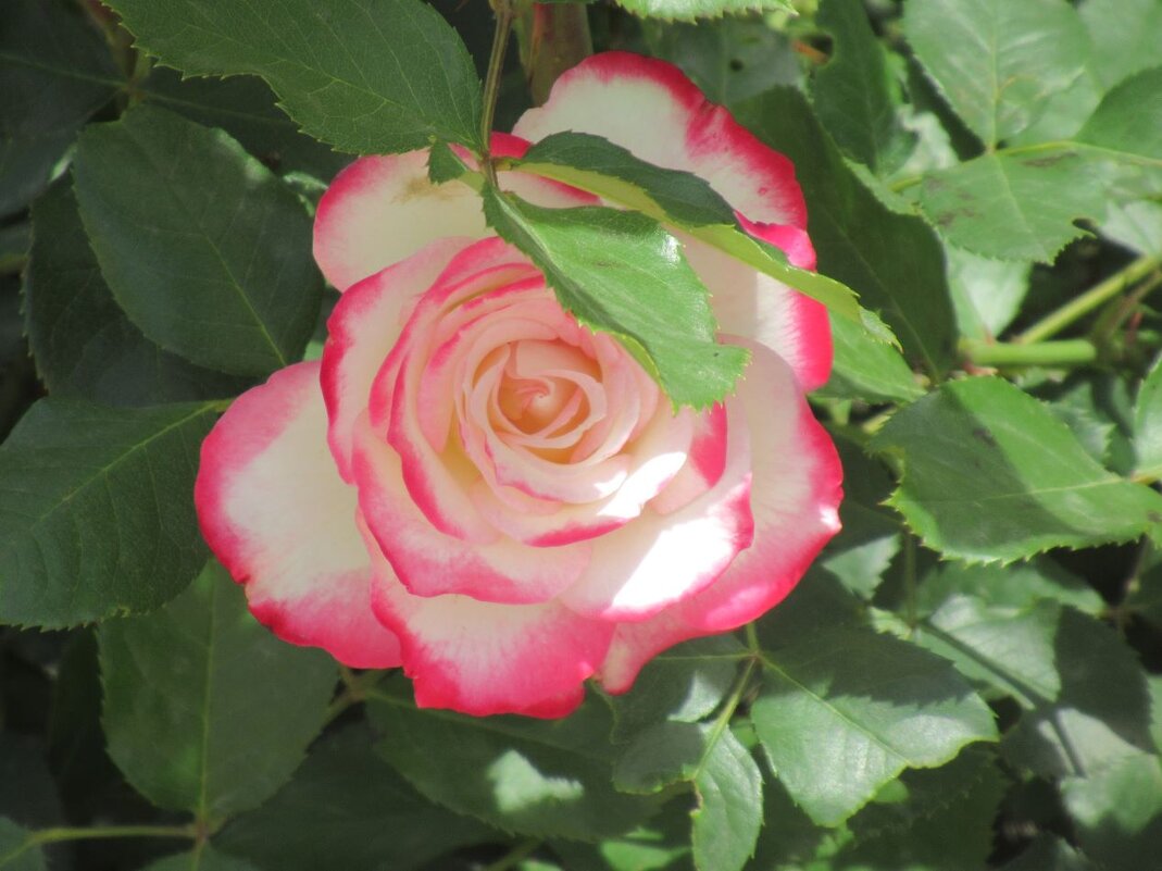 Розы... розы... - viach 