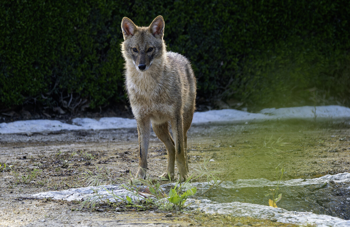 Золотистый шакал. - Alexander Amromin
