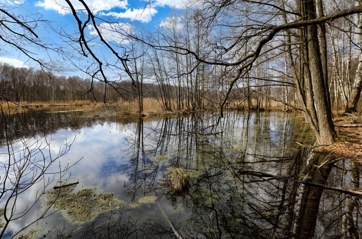 Лесное озеро - Oleg S