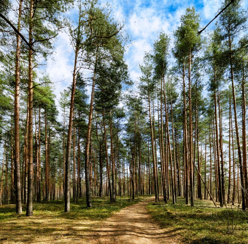 В бору - Oleg S