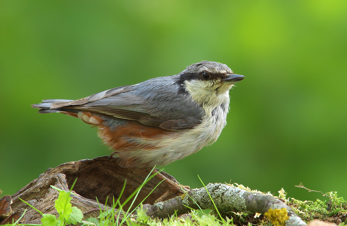 ... - Вячеслав Минаев