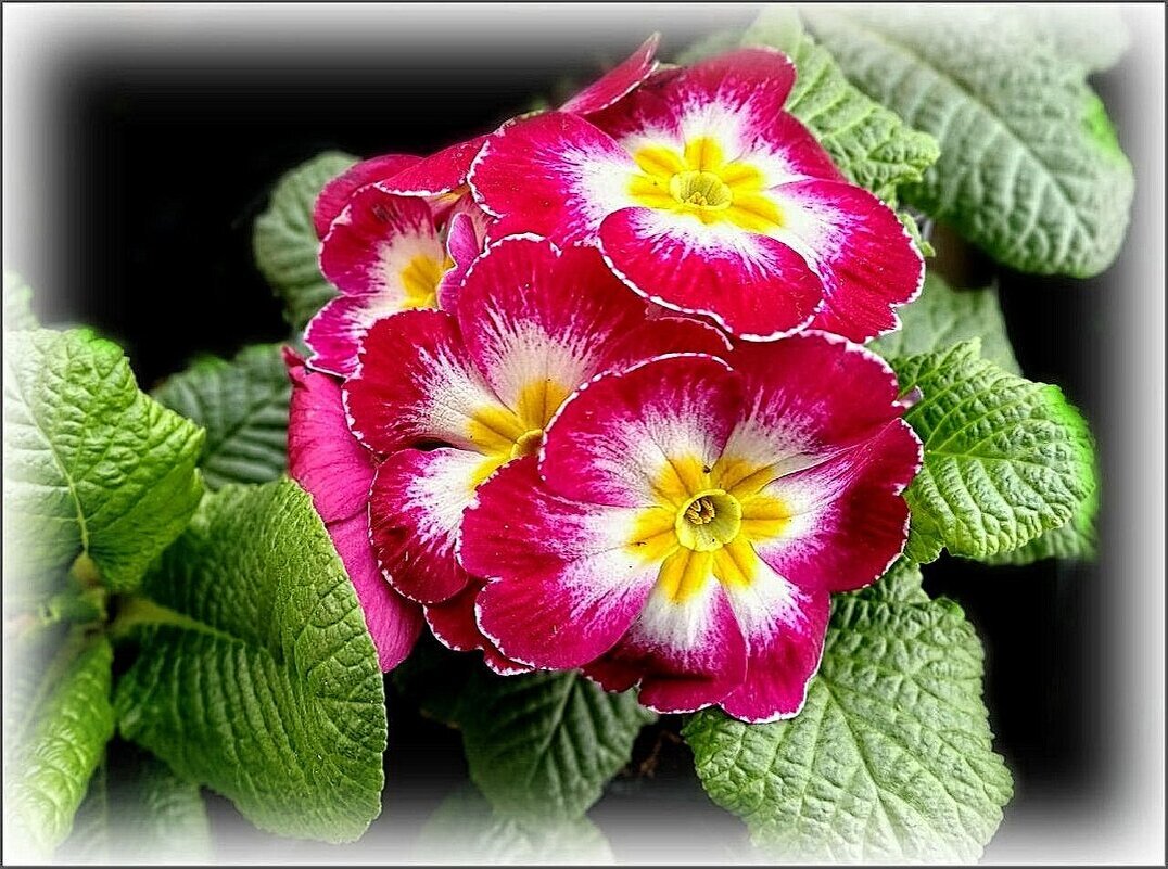 Примулы - Елена Сухорученкова