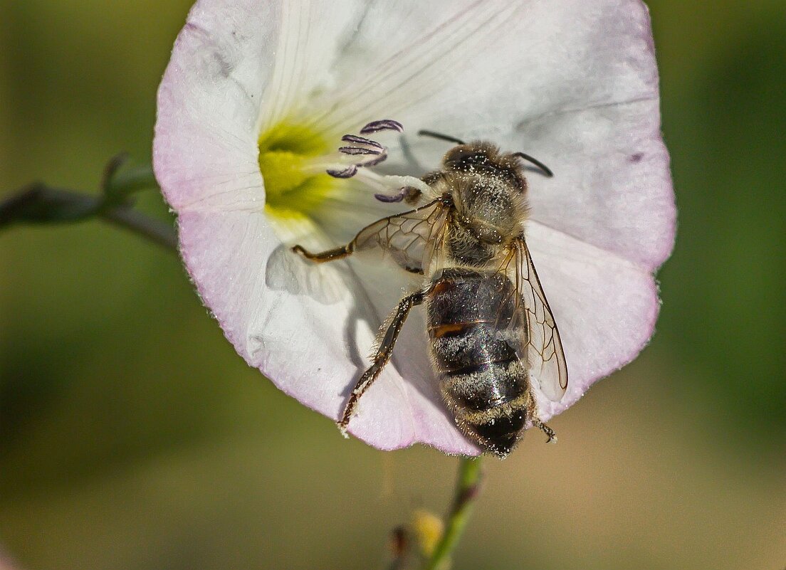 Краски лета. Пчела на цветке вьюнка. - Алексей Трухин