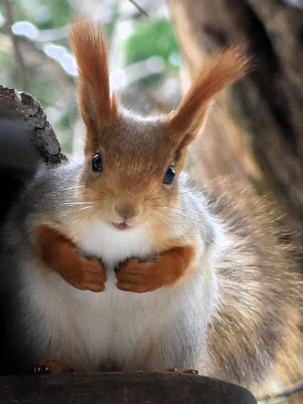 Внимательная белка - Галина Козлова 