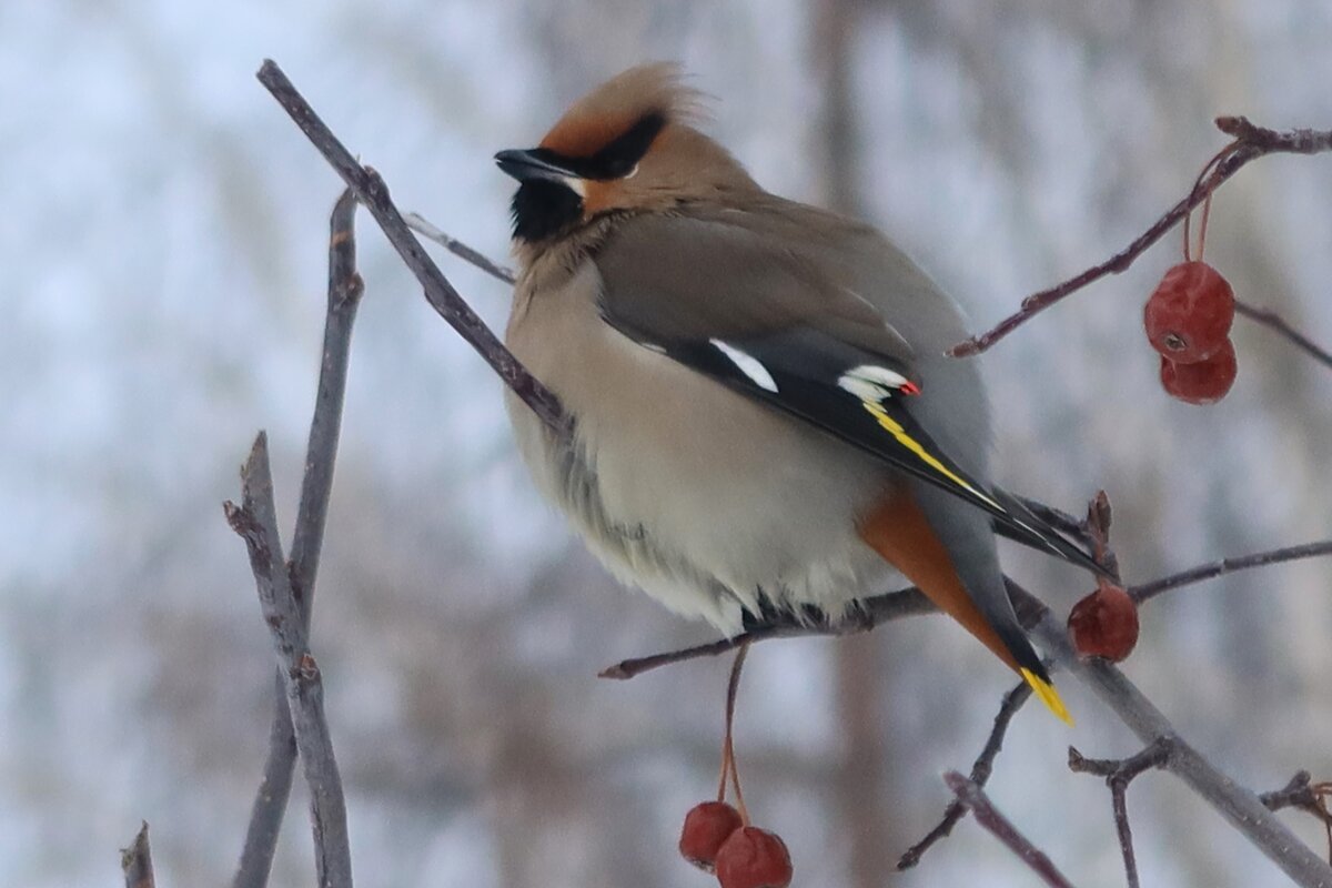 Холодной зимой - Галина Козлова 