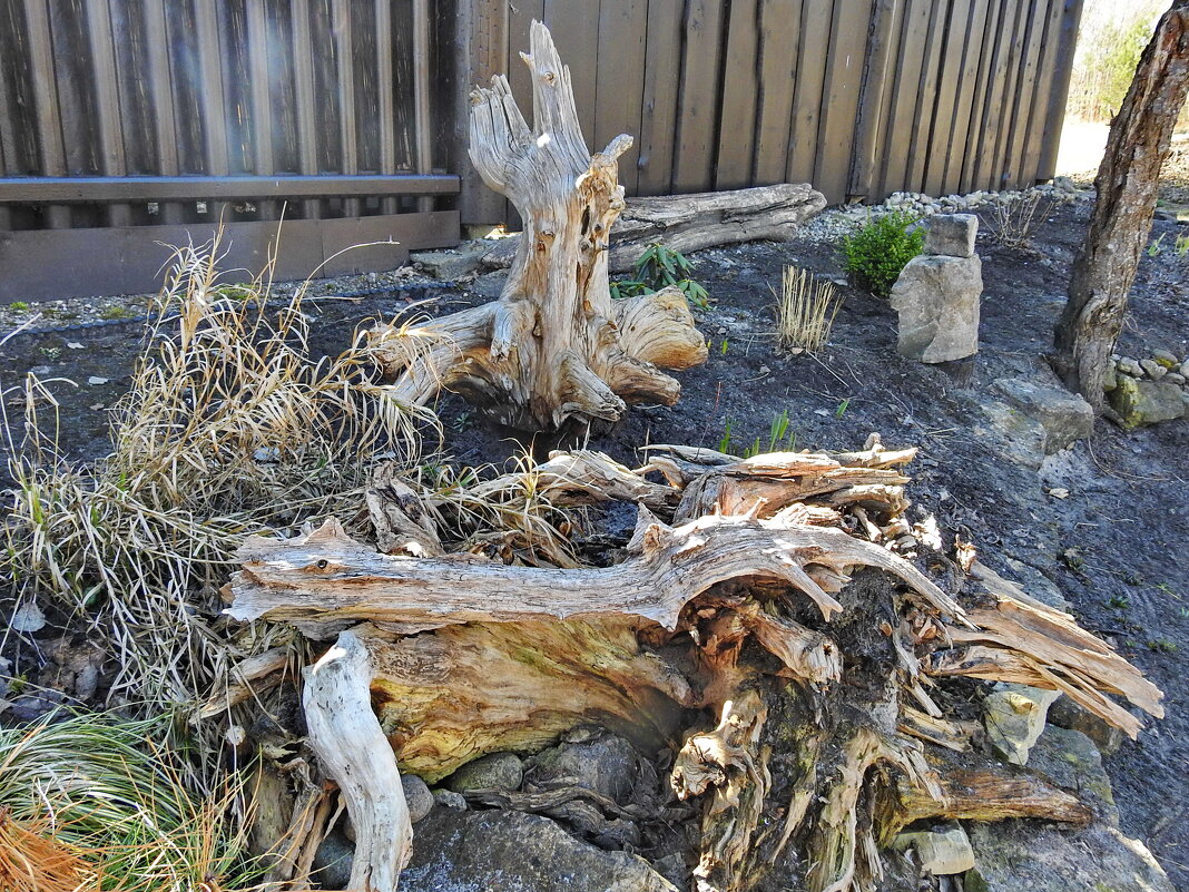 коллекция пней - ИННА ПОРОХОВА