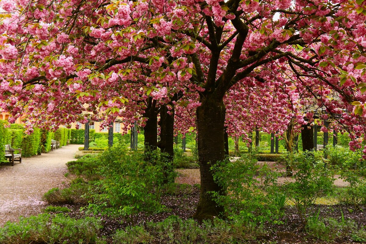 Сакура цветёт - Юрий. Шмаков