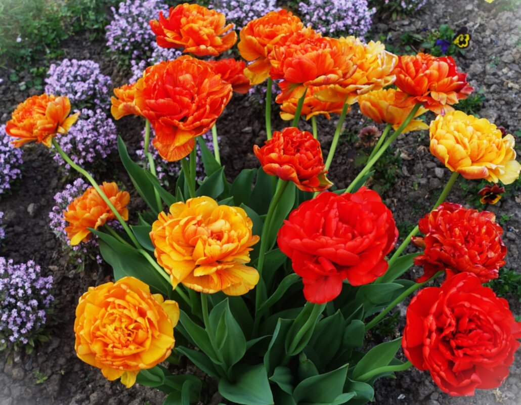 Красивые тюльпаны на клумбе - Aida10 