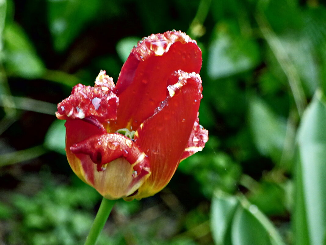 ТЮЛЬПАНЫ-5 - Елена Куприянова 