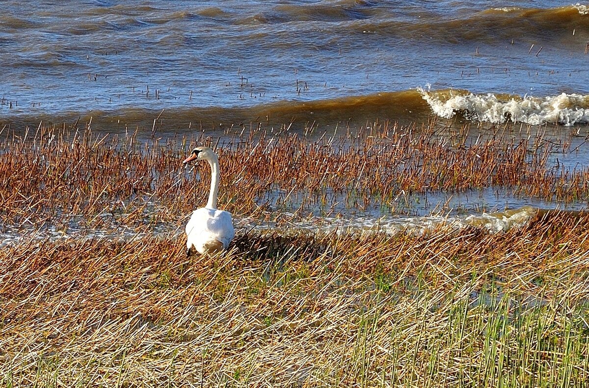 Пережидая волну - В.И 