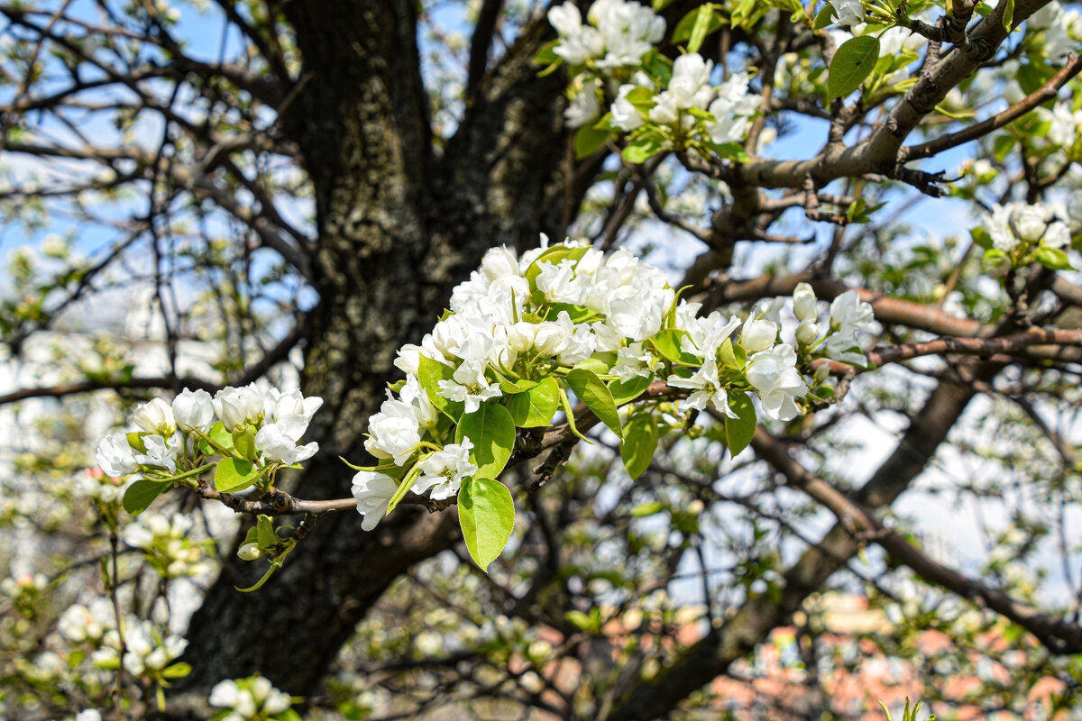 Яблоня - Олег 