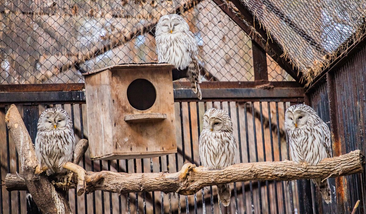 неясыть - Аркадий Лаптенко