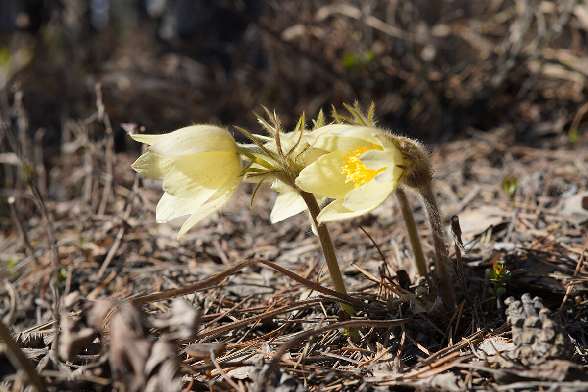 Первые весенние - Gruff_D .