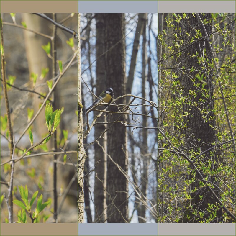 Сегодня в лесу - Илья Шенгелия