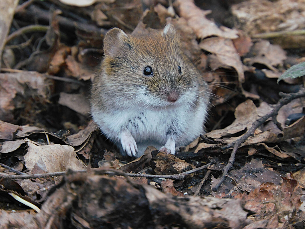 Рыжая полёвка - Лина 