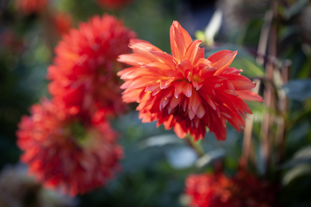 Георгин осенний. - Лилия *