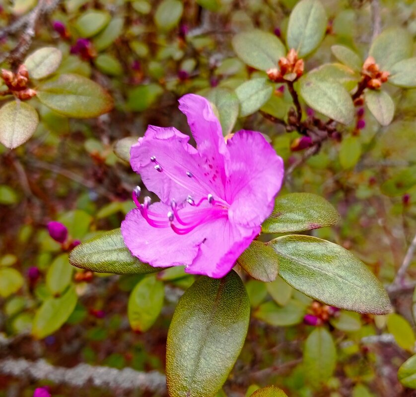 Рододендрон зацветает - Галина Бобкина