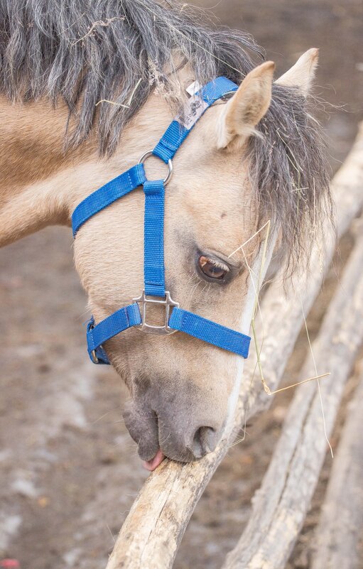 пони - Аркадий Лаптенко пони - Аркадий Лаптенко