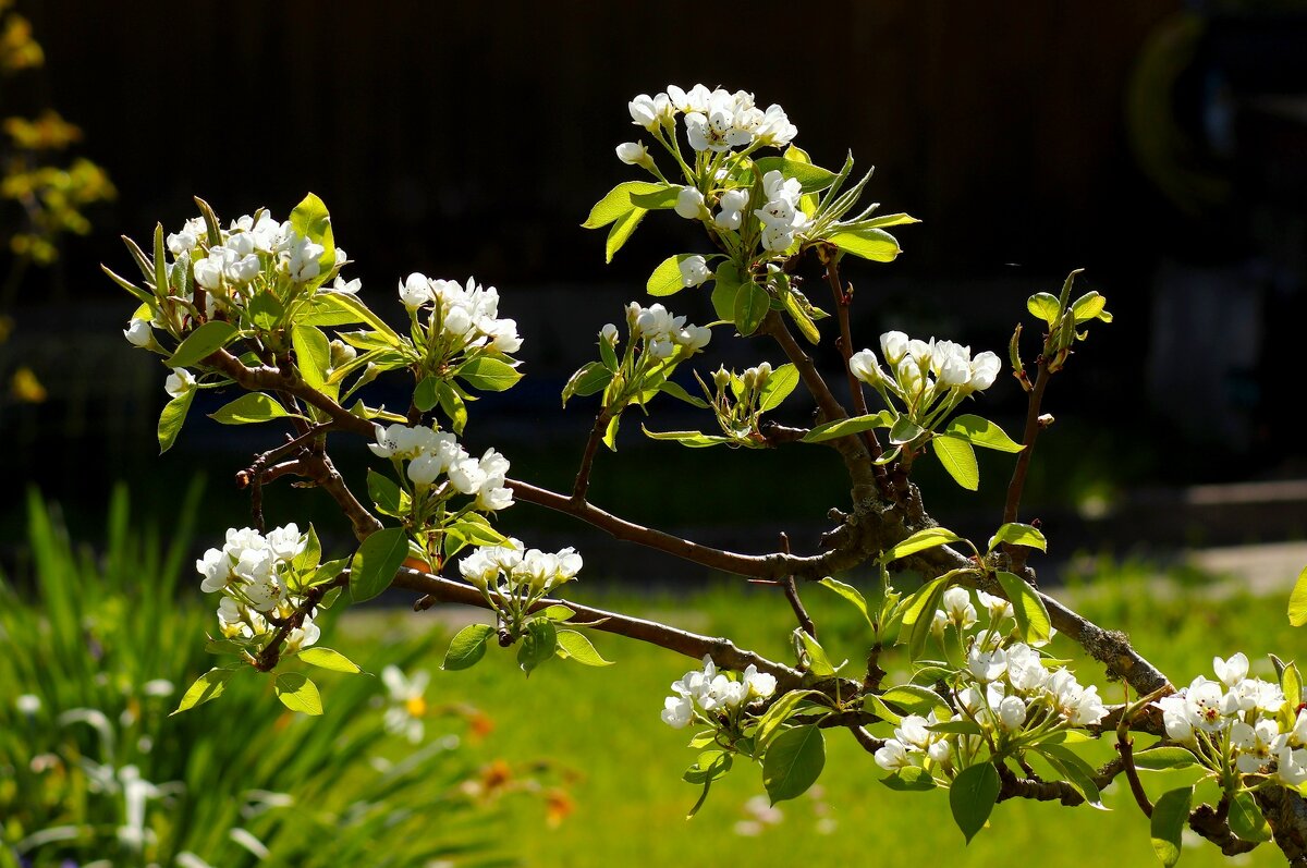 Яблоня в цвету - Юрий. Шмаков