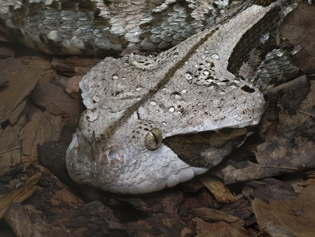 Западная Габонская гадюка - <<< Наташа >>> Западная Габонская гадюка - <<< Наташа >>>