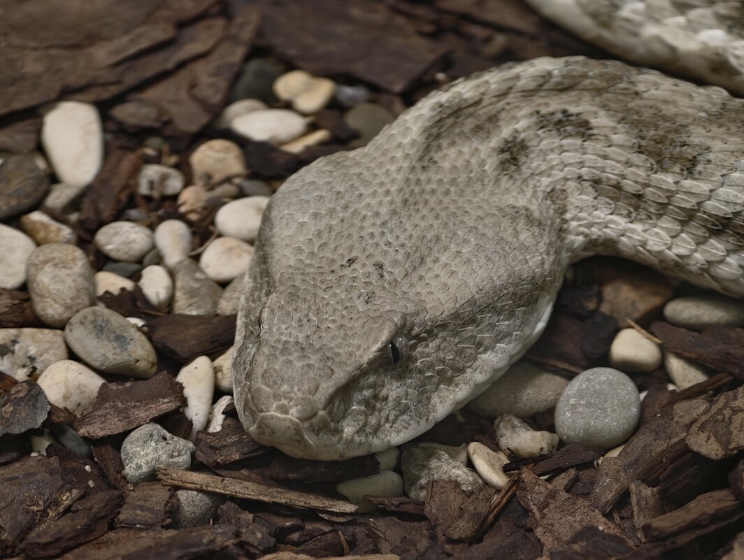 Закавказская гюрза - <<< Наташа >>>