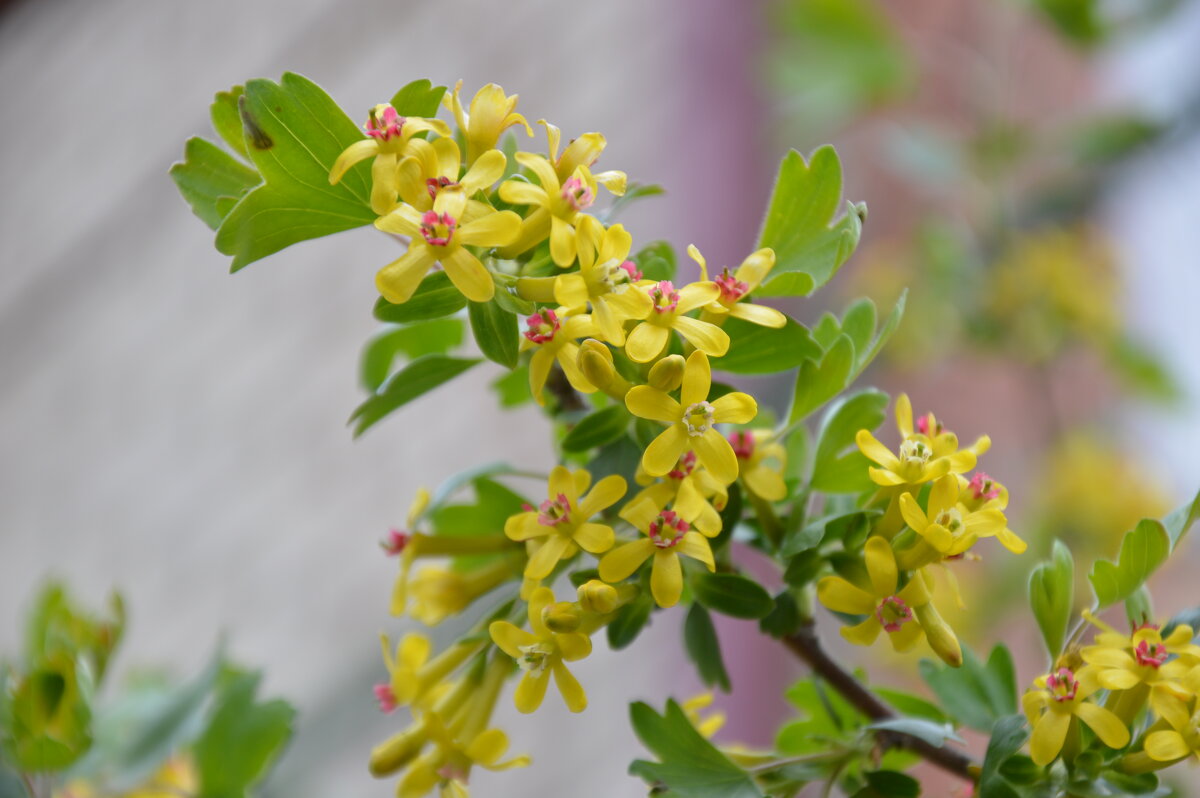 Цветёт смородина... - Надежда Куркина 