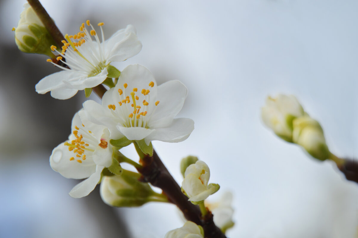 Слива - Надежда Куркина 