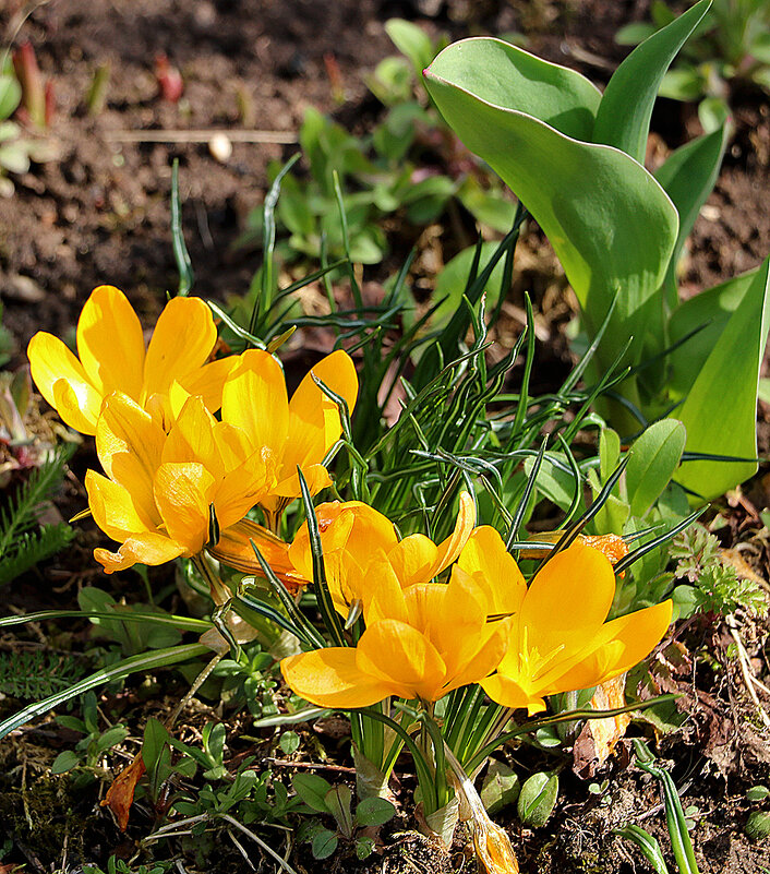 *** - Светлана 