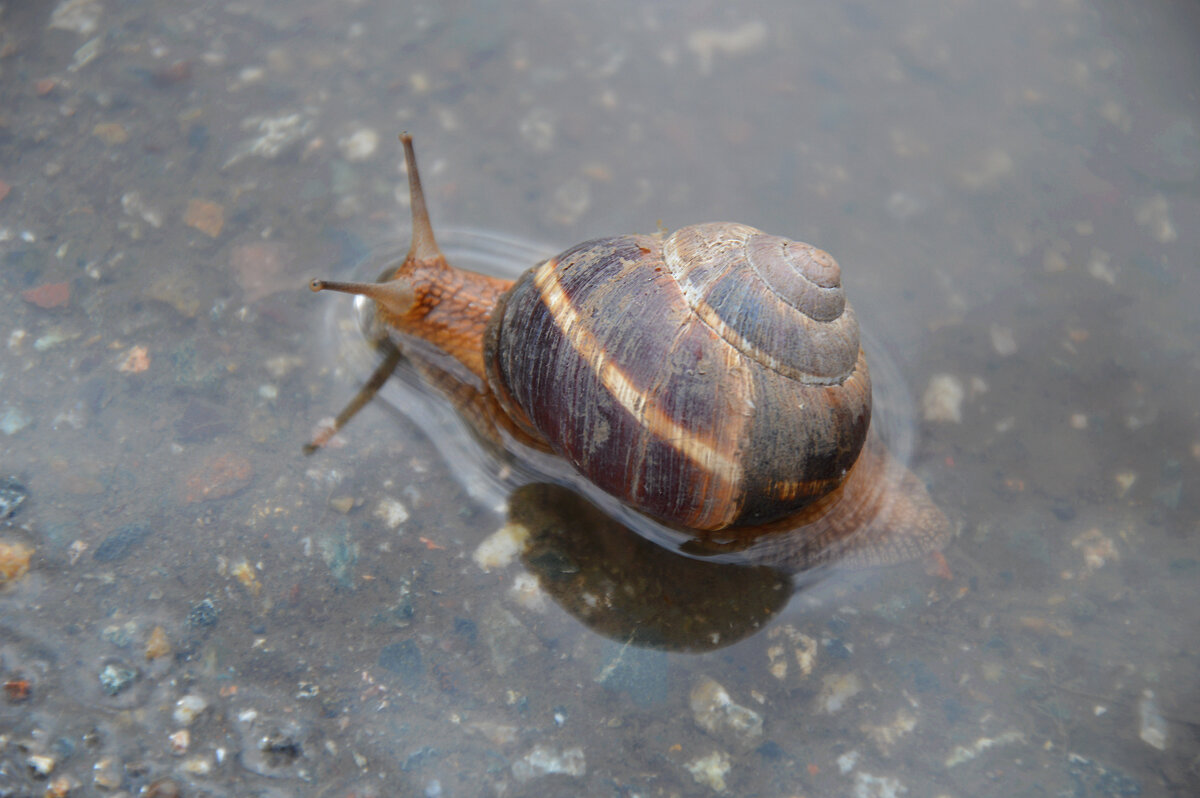 Водное препятствие...обжоры проснулись.... - Надежда Куркина 