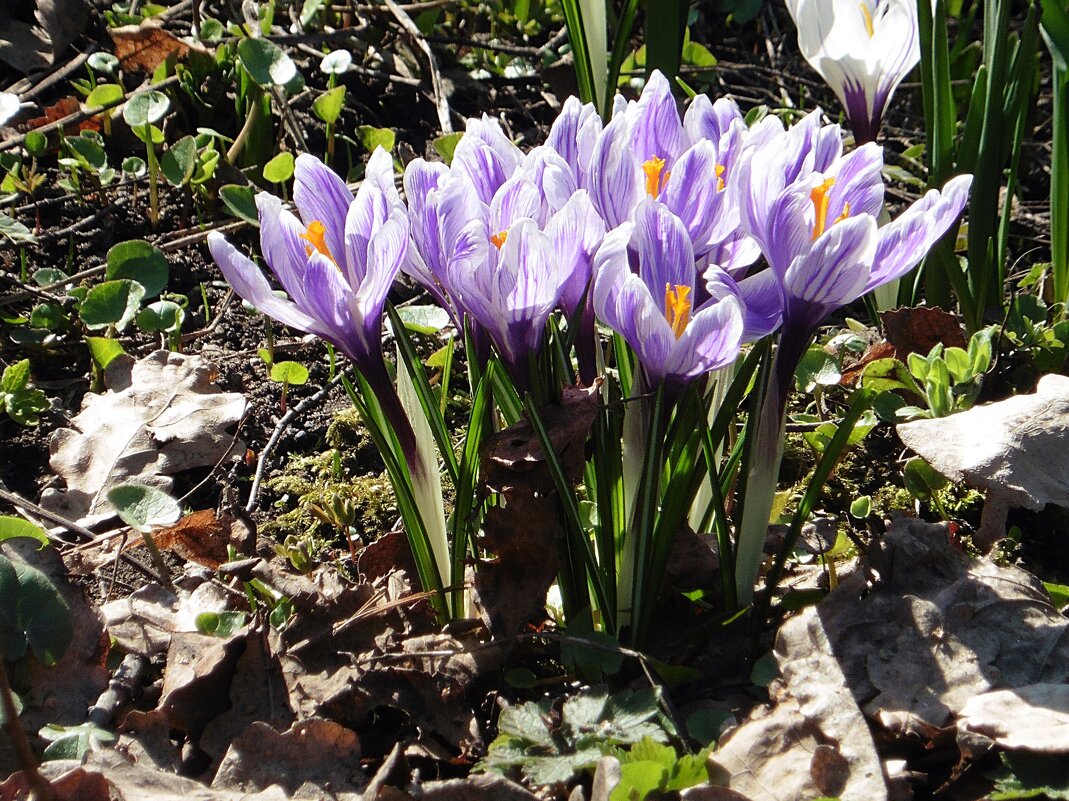 Букетик крокусов - Лидия Бусурина