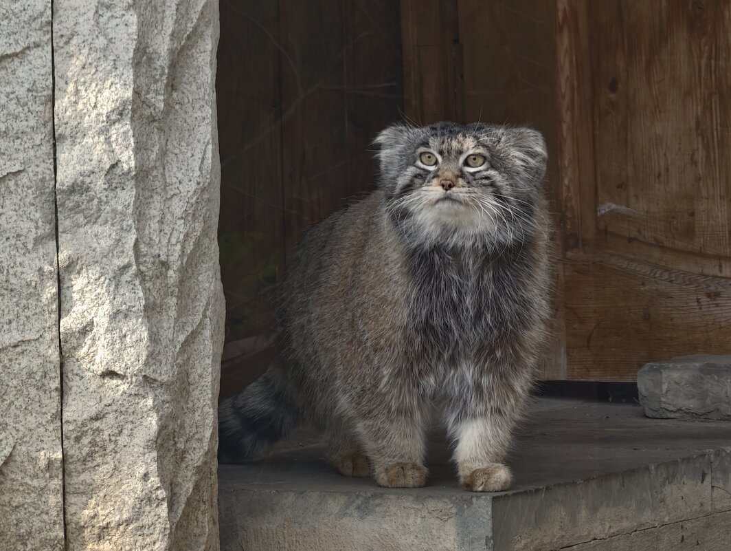 Манул Тимоша - <<< Наташа >>>