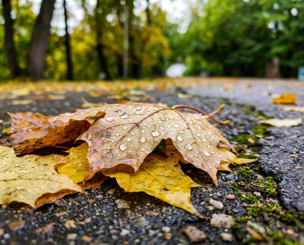 Кленовый лист на дороге - Лилия 