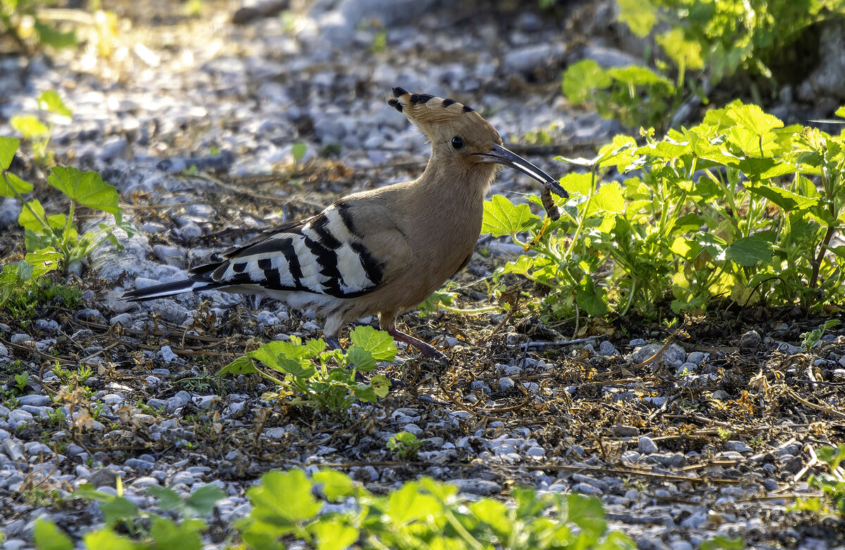Удод. - Alexander Amromin