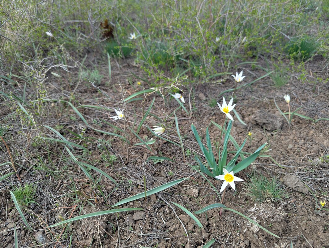 Гусиный лук - Андрей Хлопонин Гусиный лук - Андрей Хлопонин