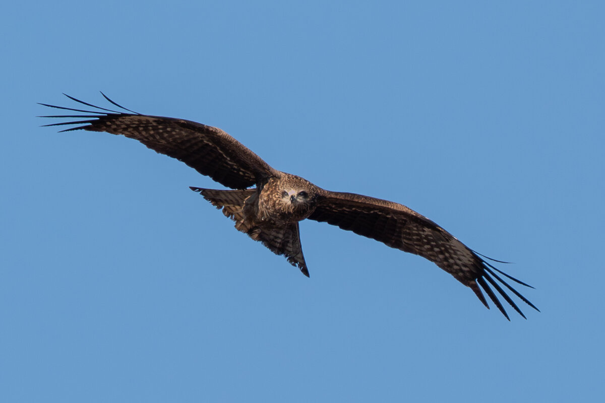 черный коршун - Сергей Флетчер