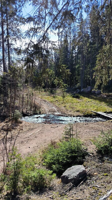 У лесной речушки. - Ольга 