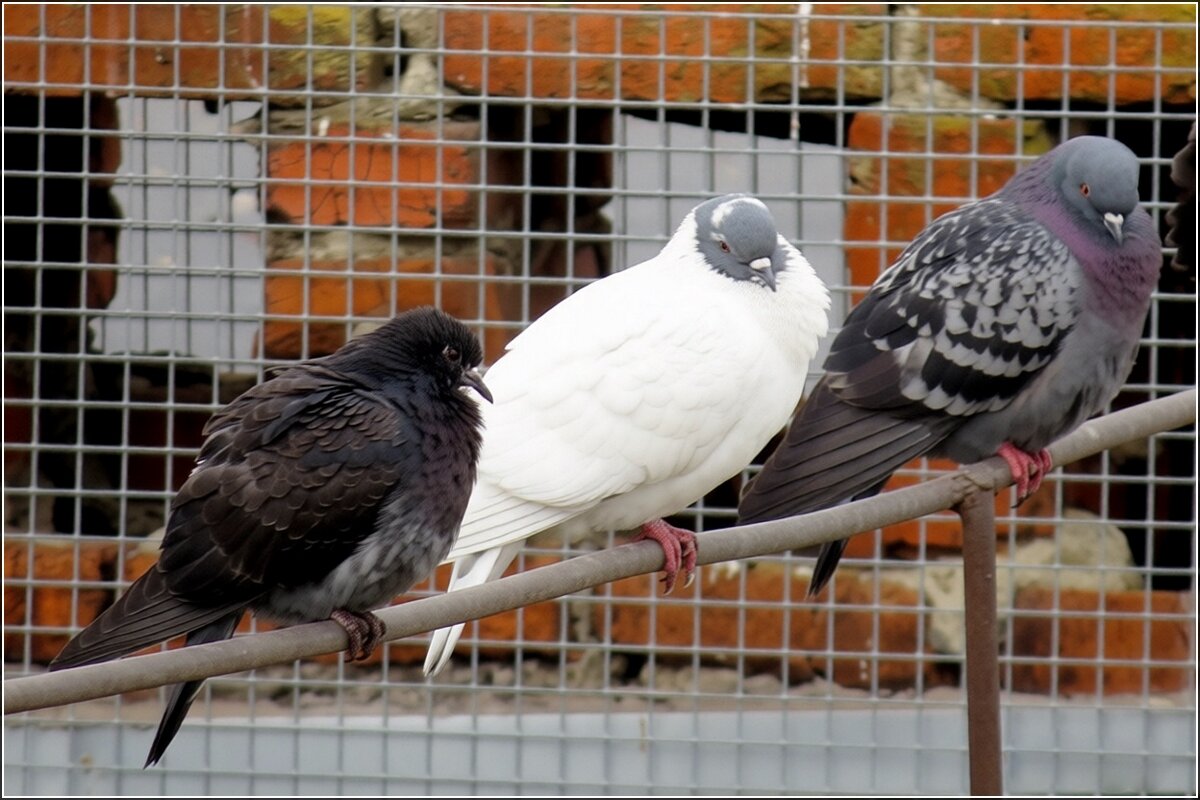 Свой среди чужих , чужой среди своих - Сеня Белгородский