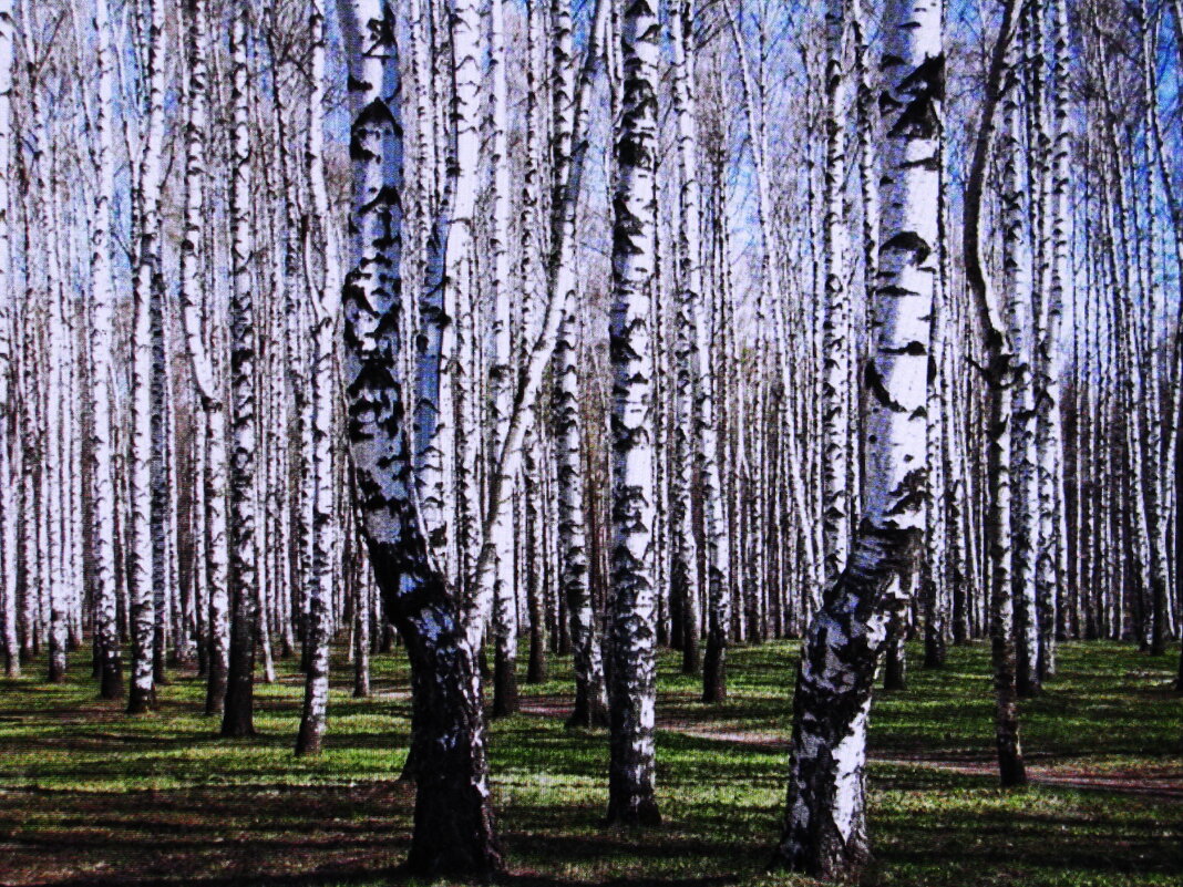 Берёзки - Людмила Смородинская