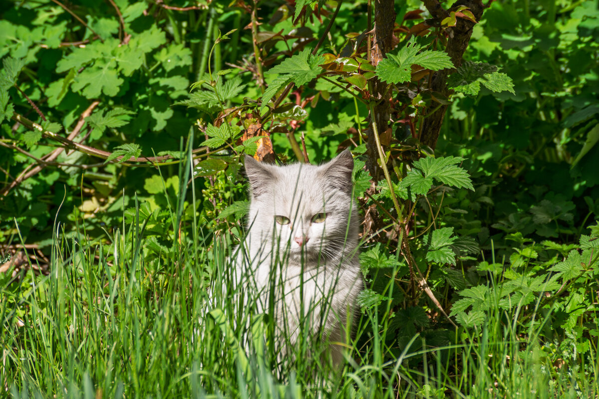 Пригрелся на апрельском солнышке - Игорь Сикорский Пригрелся на апрельском солнышке - Игорь Сикорский