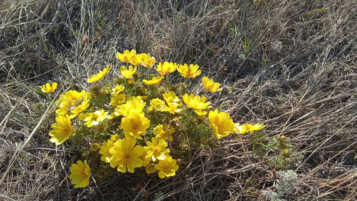 Прошлогодний апрель был куда веселей - Елена Шаламова
