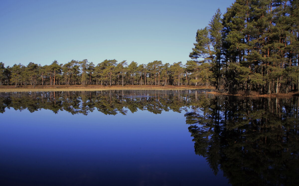 Апрель в лесу .. - Татьян@ Ивановна