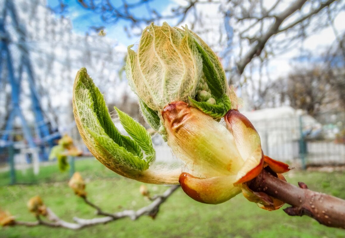 Прекрасные мгновения весны ... - Ravile 