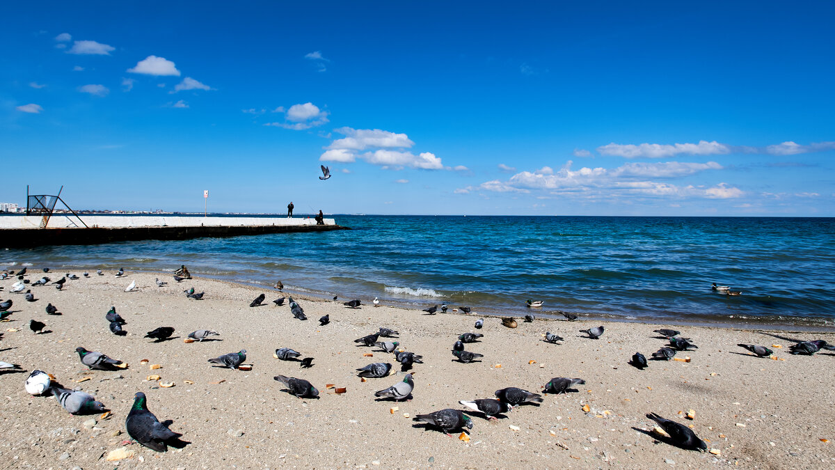 птичий пир - Эдуард Тищенко