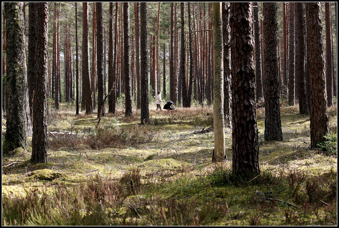 Лесная прогулка - Aleksandr Gal Лесная прогулка - Aleksandr Gal