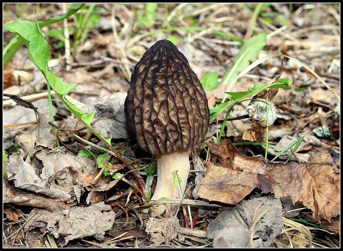 Сморчок - Aleksandr Gal Сморчок - Aleksandr Gal