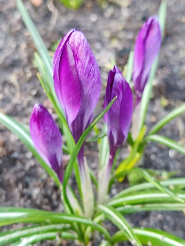 Пробуждение - Елена Семигина