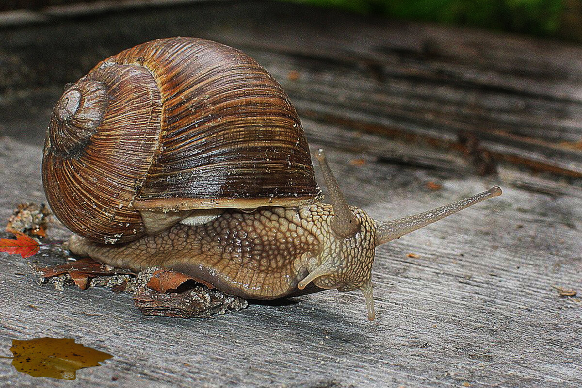 Виноградная улитка - Владимир Гришин Виноградная улитка - Владимир Гришин