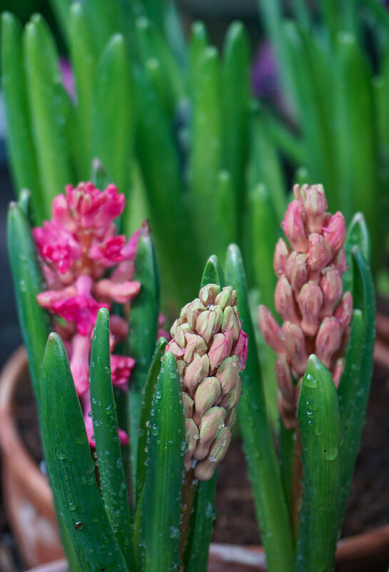 Гиацинты - Ольга 