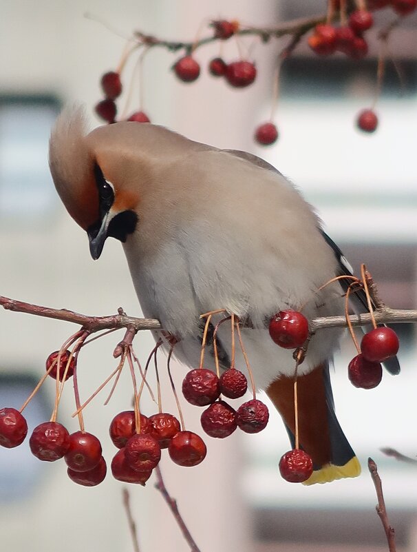 Залетела за ягодой - Галина Козлова Залетела за ягодой - Галина Козлова