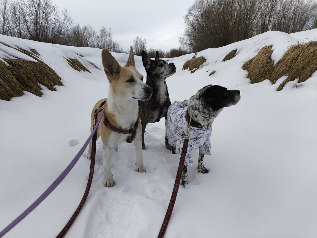 Погулки - Anna Ivanova